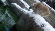 Eisbären Snowbard Sledding mit Eisbären Walzer - Giovanna und Yoghi - Tierpark Hellabrunn