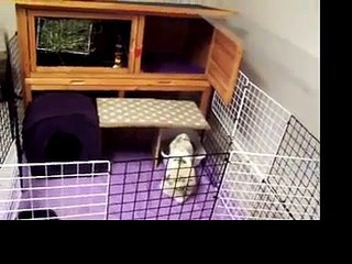 Rabbit cage tour + update