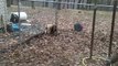 Afghan Hound pups at 12 weeks