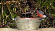 Birds on The Silver Bucket - Goldfinch, Bullfinch, Robin and More