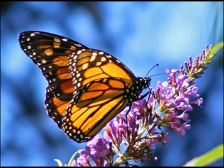 Butterflies Beauty!