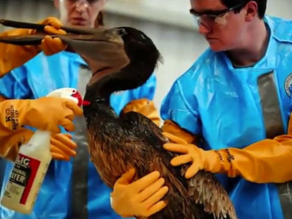 BP OIL! For The Birds! Gulf oil spill and the clean up of oiled seabirds