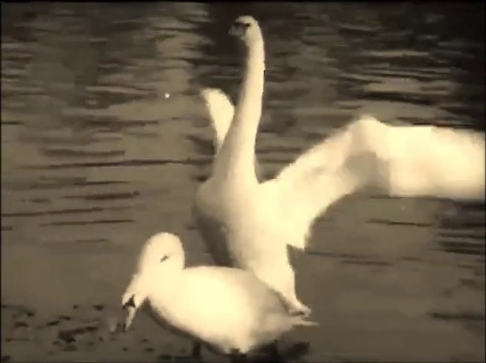 Sonne Hagal - Silence