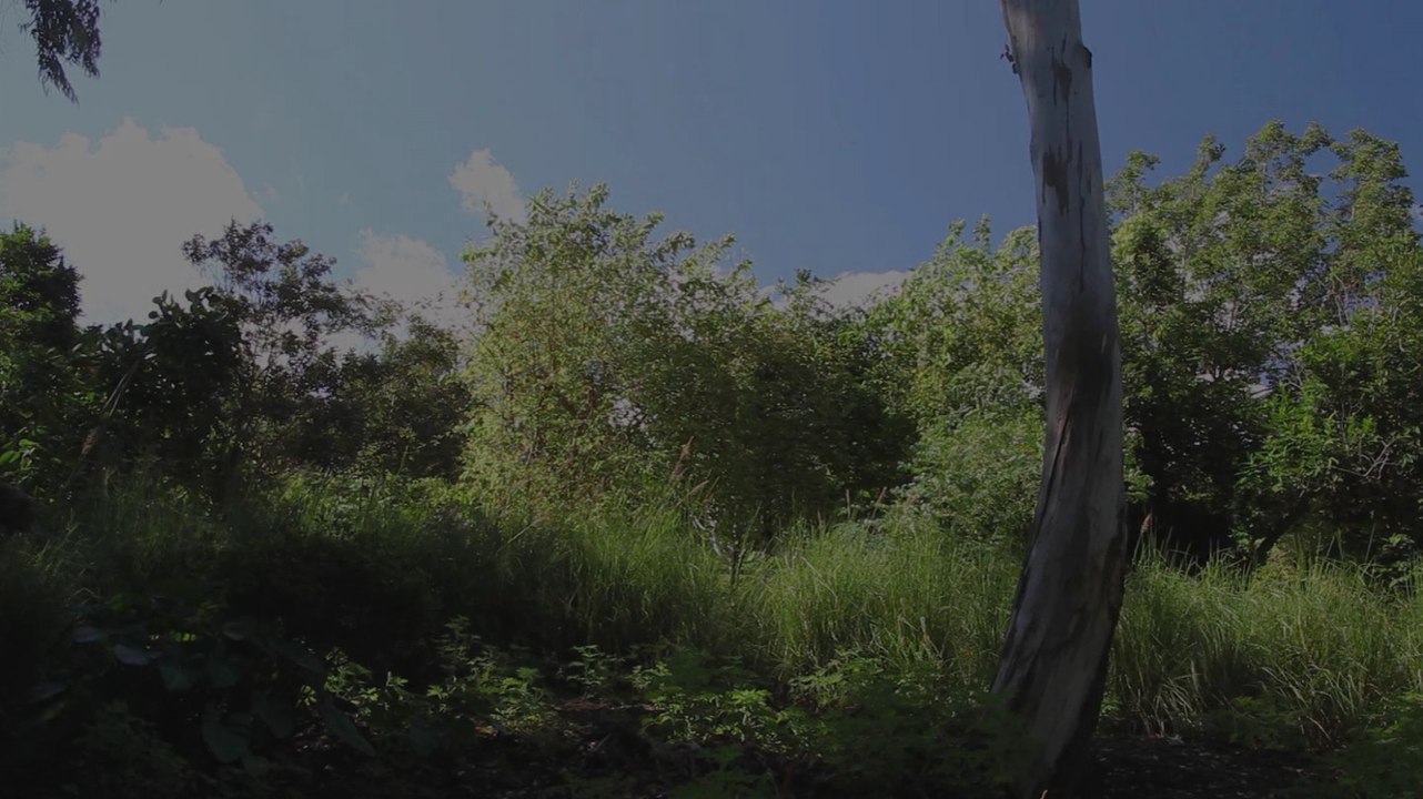 3/ la danse des feuilles " Je marche dans la beauté" promenade chorégraphique  http://compagnielucmaubon.free.fr