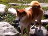 今年初めての川遊び　柴犬ジロー　Shiba inu