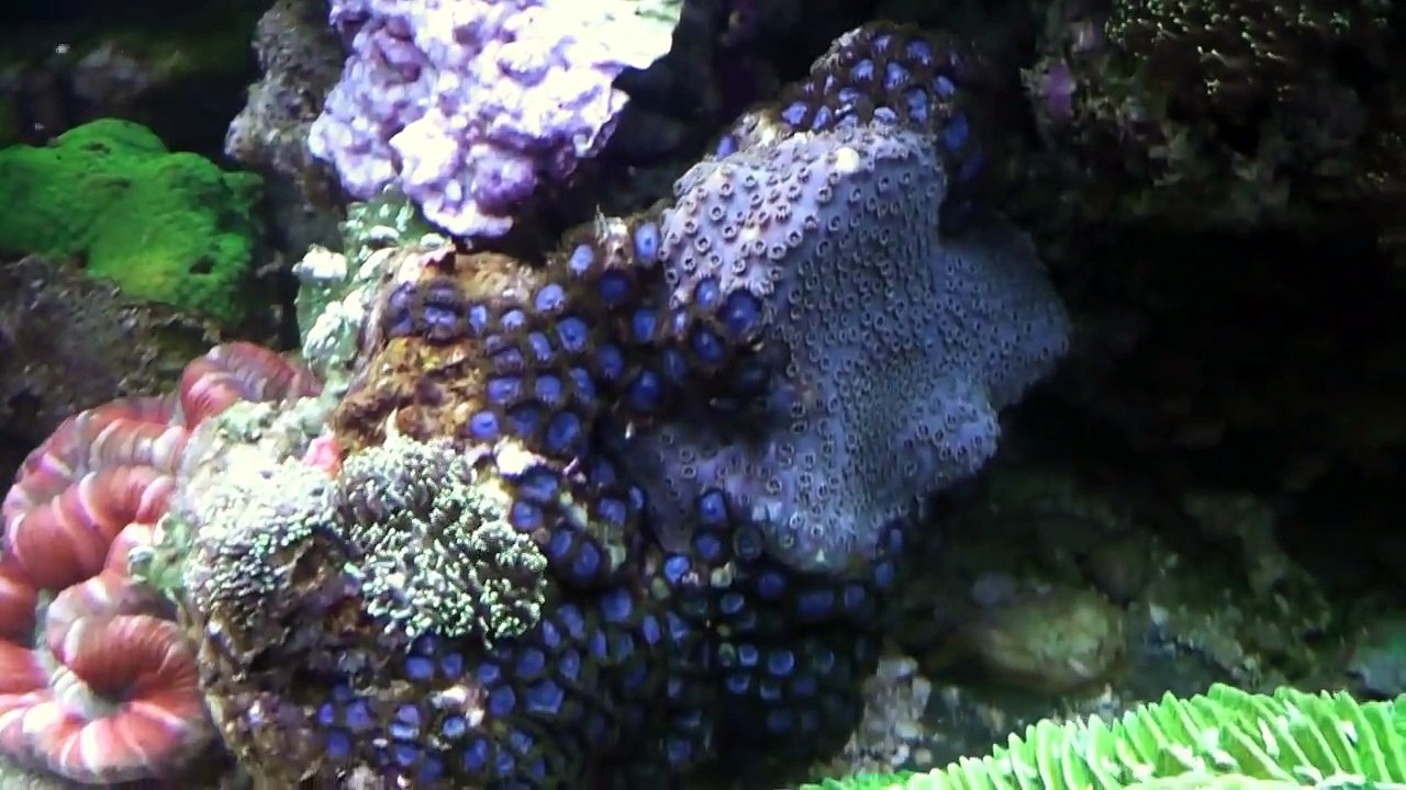 Coral snow