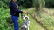 Dog Training Dogs Puppies My Stream of Consciousness