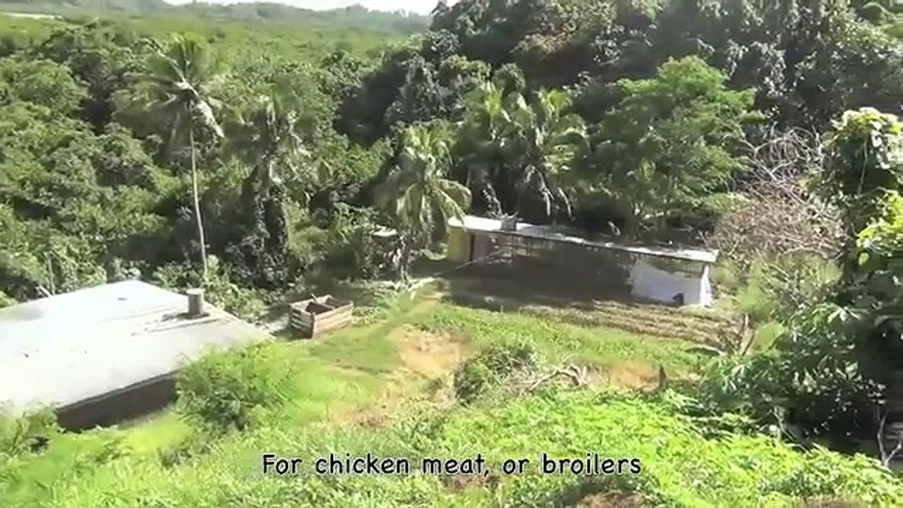 Poultry Farming - Eggs and Broilers