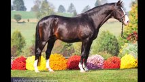 SOLD!! Third Level Dressage 16 h 9 Yr KWPN Geld by Consul - Peyton, CO $30,000