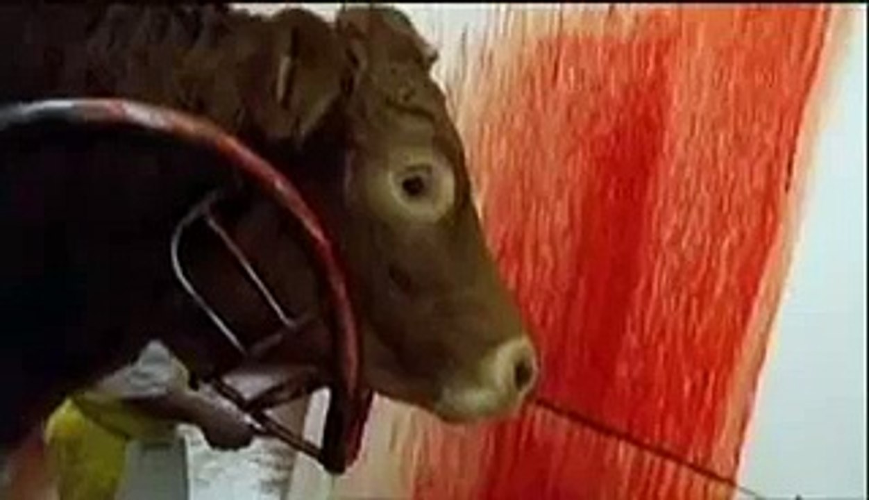 Aturdimiento de una vaca