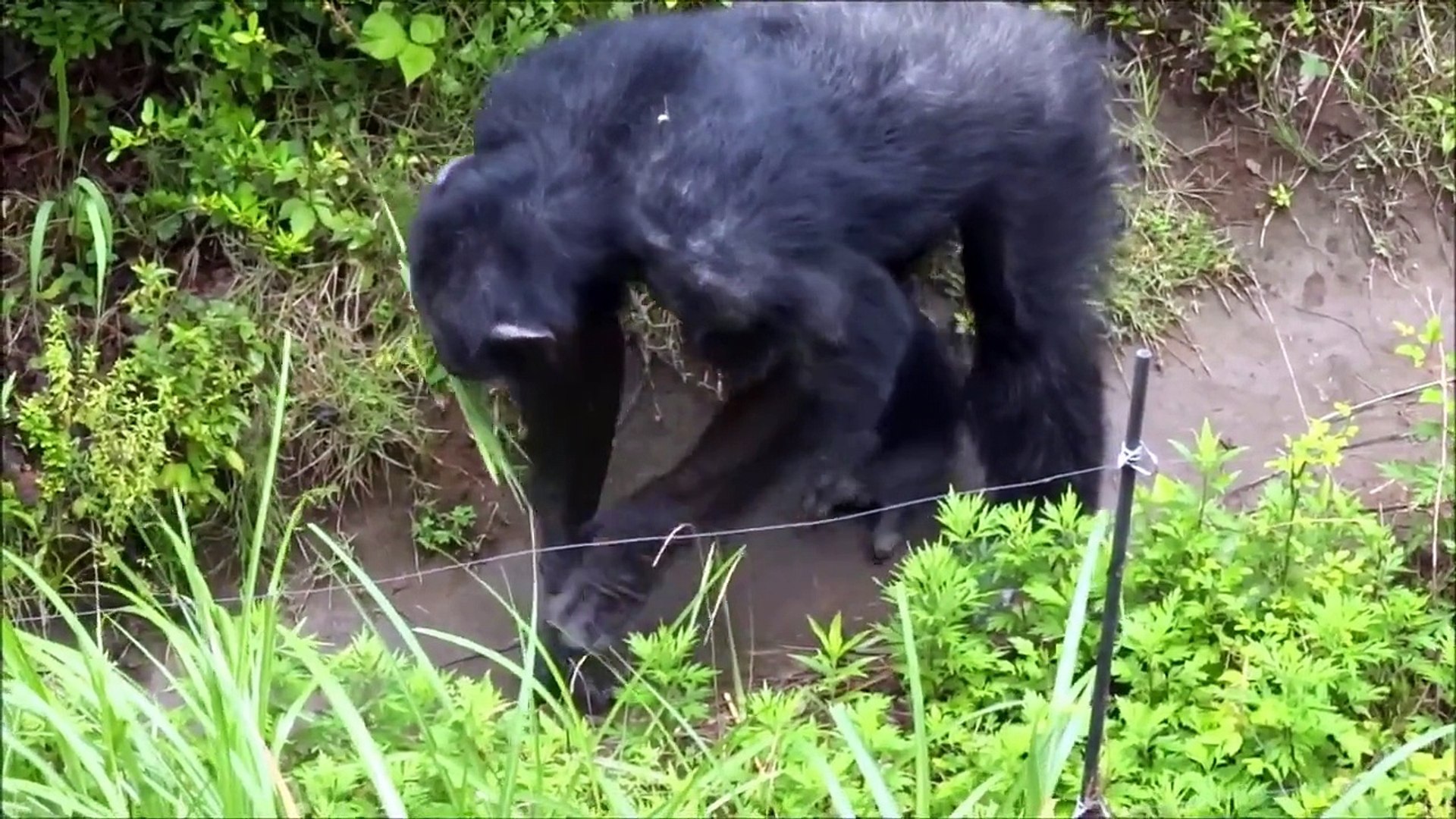 In Memory of Chimpanzee Lucky, Tama Zoo
