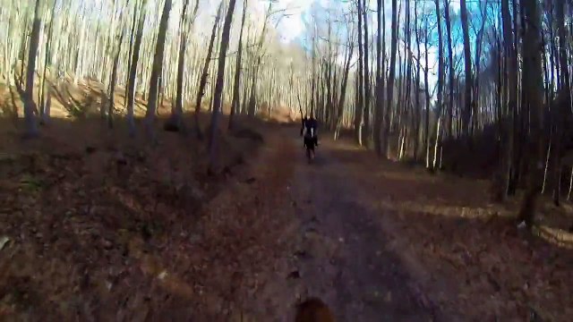 forest horse riding