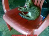 Funny My Kitten Playing His Tail, So Funny Tabby Cat!