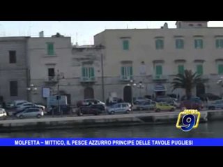 MOLFETTA | Mittico, il pesce azzurro principe delle tavole pugliesi