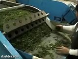 Stash Tea: Large Scale Green Tea Processing