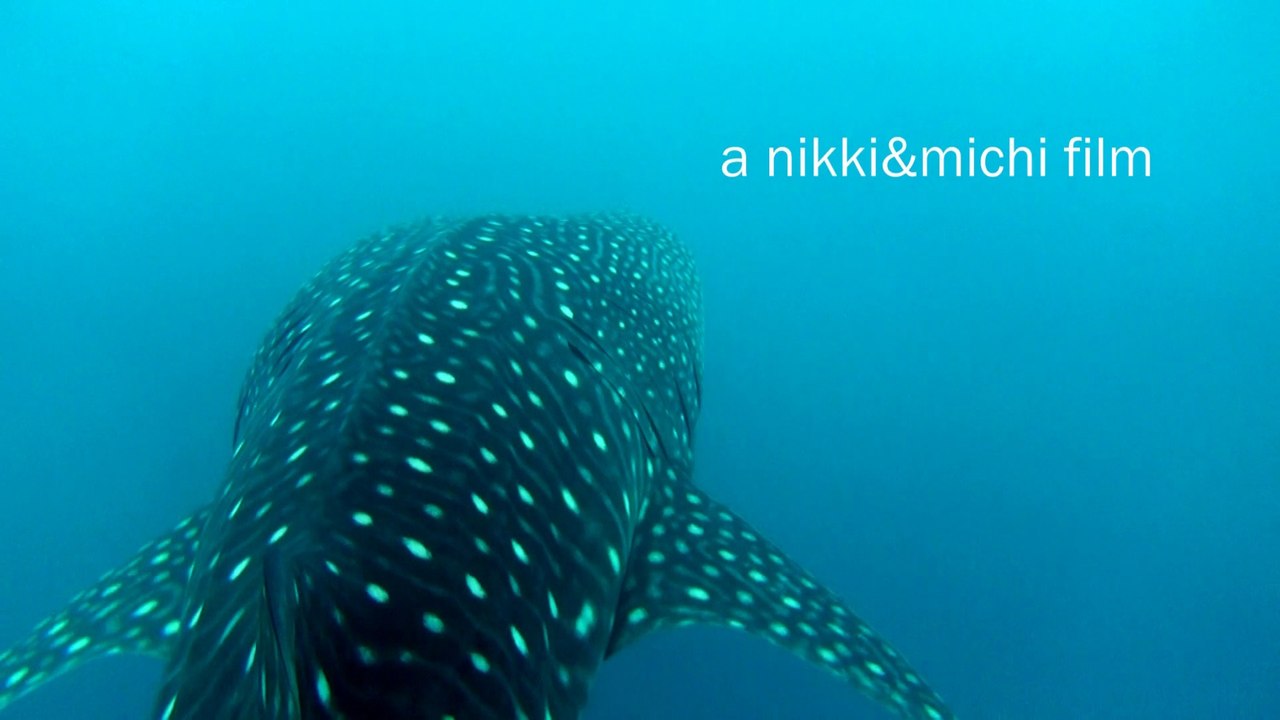 Walhai Tauchen Malediven - Doku