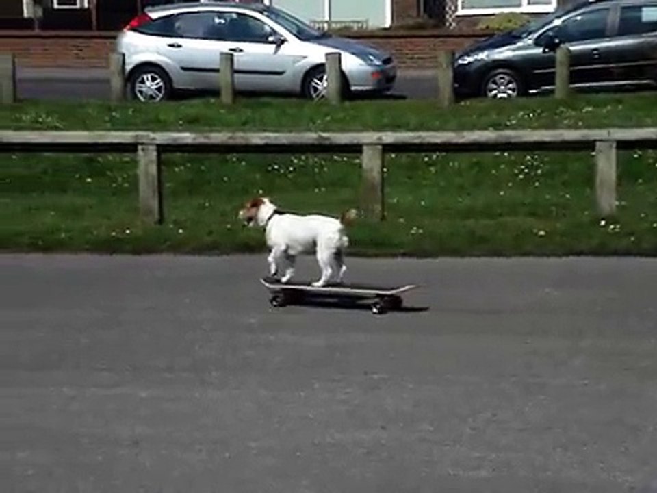 Oscar The Skateboarding dog!