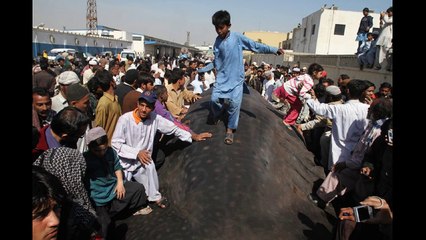 Giant Whale Found At Karachi Beach