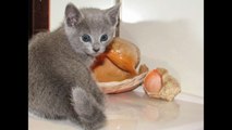 Самые забавные котята и кошечки  породы Русская голубая кошка
