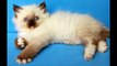 Самая популярная порода кошек Сиамская кошка и ее забавные котята