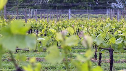 English winegrowers break out the bubbly