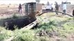 Endandered Lion Saved From Well -