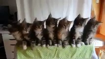 Kittens watching tennis game