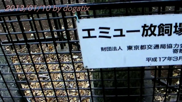 Japan Trip 2013 Tokyo Ueno Zoo Emu 24