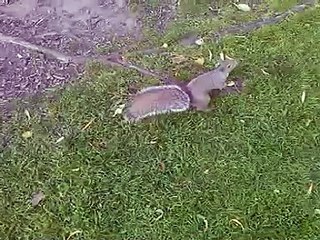 Hungry and Curious Squirrel @ the Boston Common Park in Boston MA