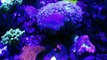 120 Gallon Mixed Marine Coral Reef Aquarium Fish Tank Saltwater March 2014