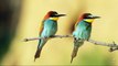 Bienenfresser - European Bee-eater - Merops apiaster