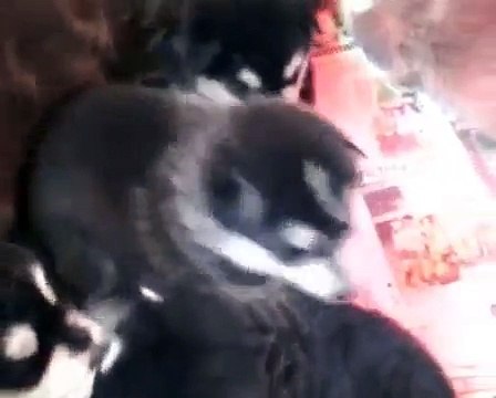 Alaskan Malamute puppies