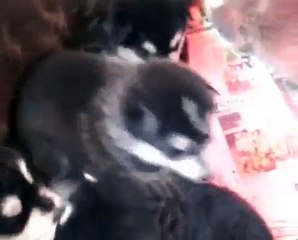 Alaskan Malamute puppies