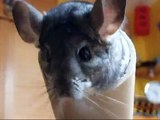 Geo The Chinchilla Having A Sand (DUST ) Bath