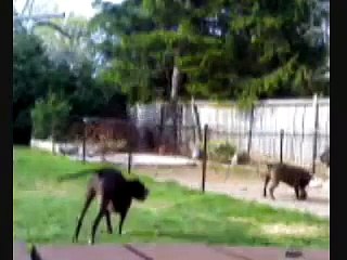 Pitbulls vs Bullmastiff/pit mix  tug o' war sloan