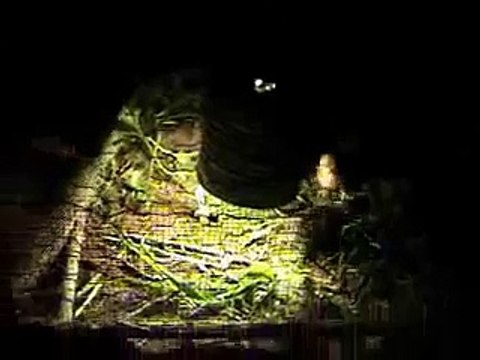 Nighttime Chicks And The Brooder