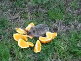 Riccio smarrito mangia arancio - Lost baby Hedgehog eating orange