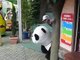 Wild Panda Riding in Japan