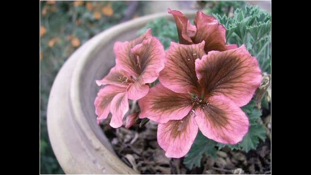 Si tu me miras (Alejandro Sanz) Piano cover Pablo Soler