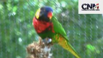 Rainbow Lorikeet (Green-Naped) Making Bird Calls (Songs) on Top of Tree Stump in HD