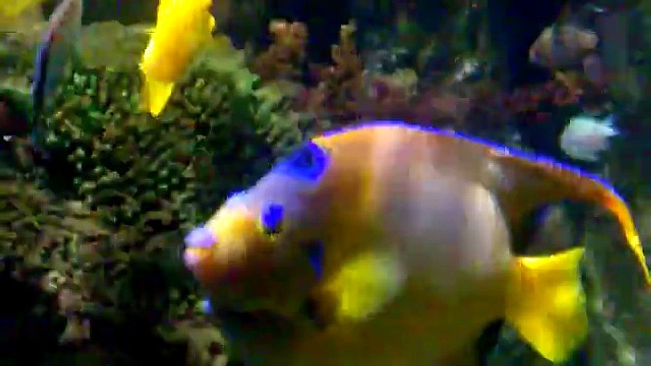 Sea Life Helsinki