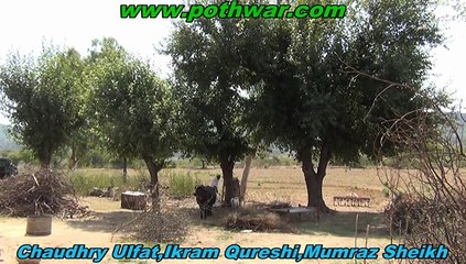 Peem Islam Pura Jabbar