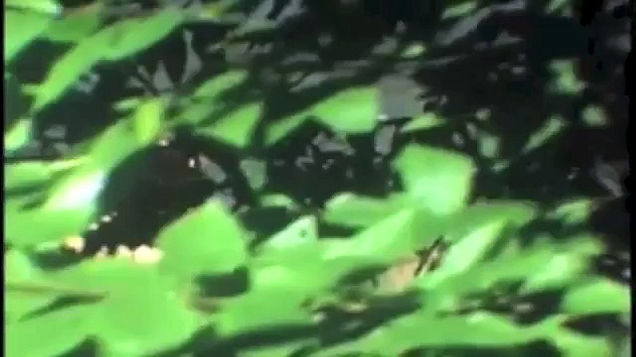 Lana Del Rey - I Can Fly (Music Video)