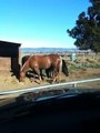 Discussing Horsemanship - Buddy Sour - Cost of owning a Horse - Rick Gore Horsemanship