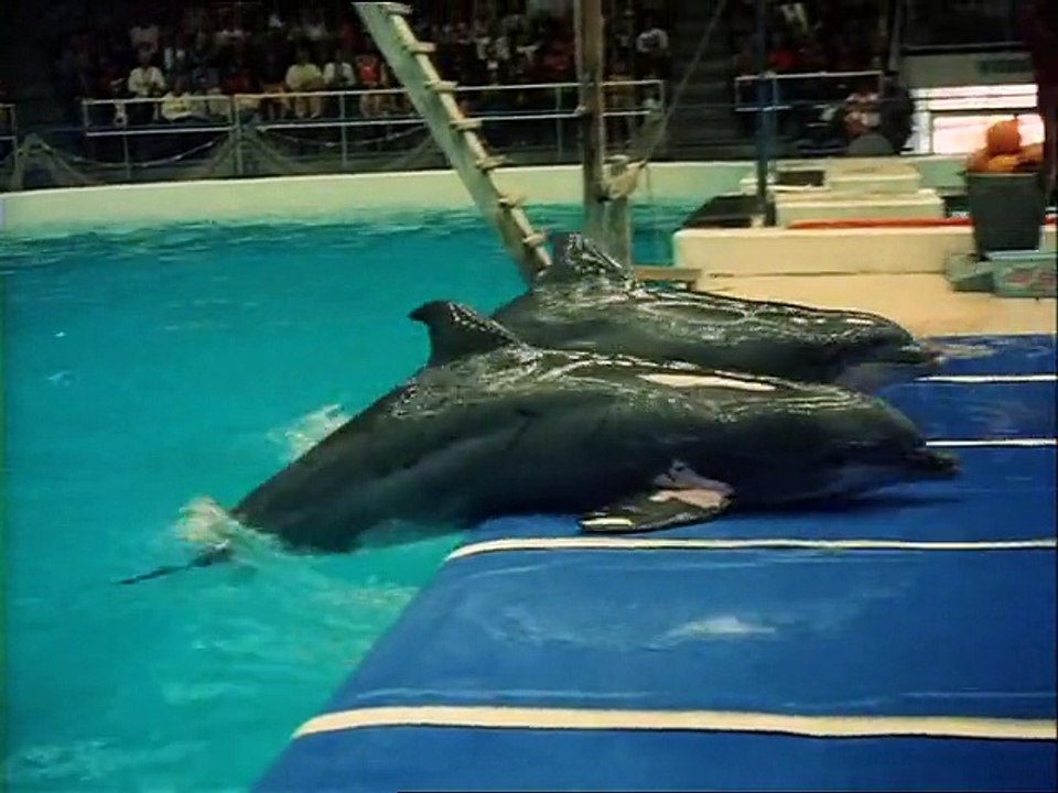 In het Dolfinarium - 1976