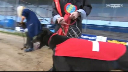Rio Quattro - William Hill Greyhound Derby Final 2015 - Wimbledon