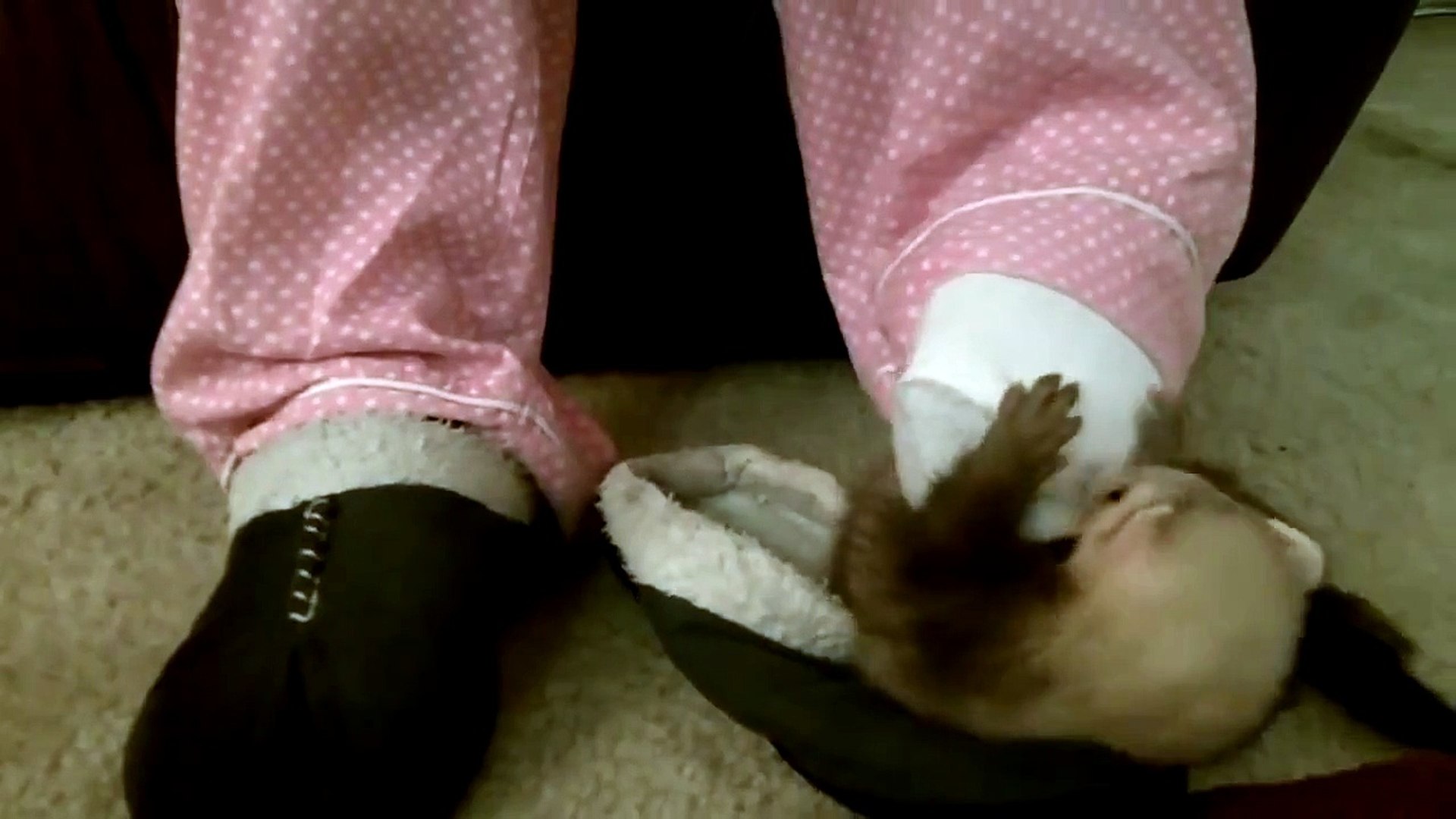 ⁣BABY FERRET VS FEET