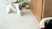 Shih Tzu dog Lacey's 2nd birthday and Zhu Zhu pet hamster