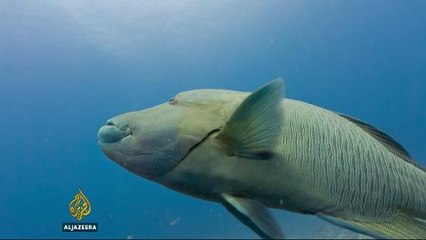 Palau destroys fleet of illegal fishing vessels