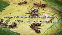 هل تعلم ماذا يحدث عند موت النملة   ؟؟؟    (HD)